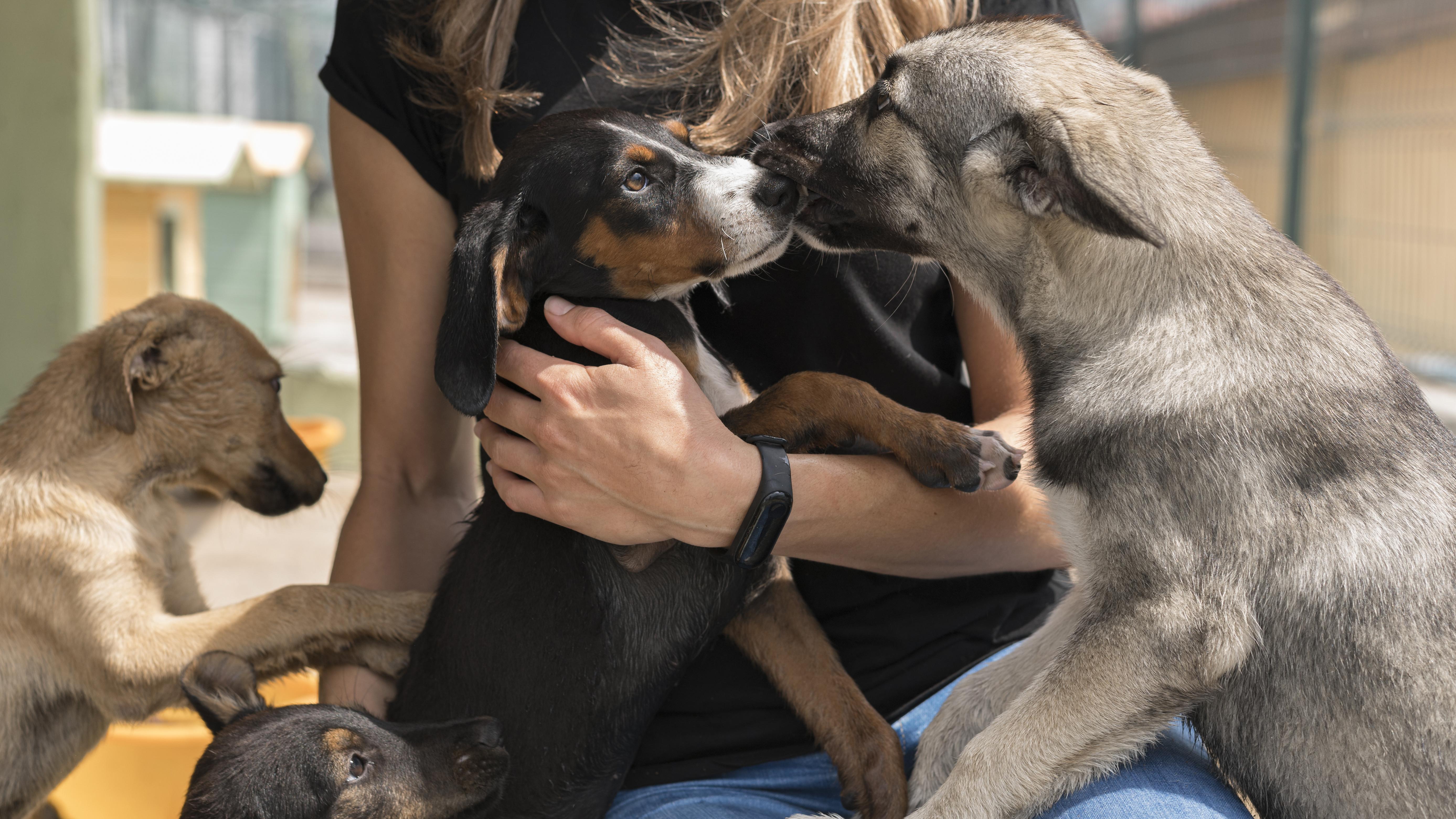 rescue-dogs-playing-with-woman-shelter.jpg